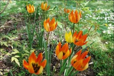 Une tache orangée, vive et gaie, offerte par les :