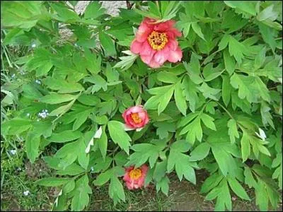 Un magnifique feuillage et de superbes fleurs orangées !
