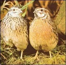 Le mot commence par :  ...