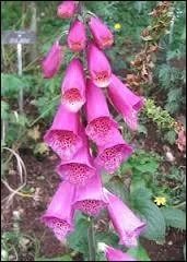 Quelle plante vnneuse  hampe dresse,  fleurs tombantes en forme de doigt de gant est aussi appele doigtier ?