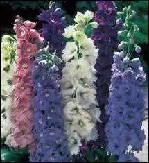 Quelle plante herbace est aussi appele pied-d'alouette ?