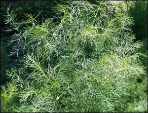 Quelle plante aromatique est aussi appele fenouil btard ou faux anis ?