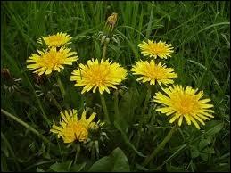 Quelle plante  fleurs jaunes en capitules est aussi appele dent-de-lion ?