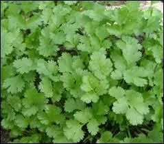 Quelle plante aromatique est aussi appele persil arabe ?