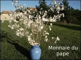 Quelle plante  fruits en disques blancs argents est aussi appele monnaie-du-pape ou herbe aux cus ?