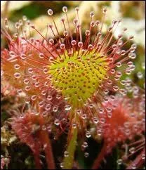 Quelle plante dont les feuilles en rosette munies de tentacules peuvent engluer les insectes est aussi appele rossolis ?