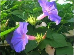 Quelle plante dont la fleur s'panouit dans la journe et se ferme  la tombe du jour est aussi appele belle-de-jour ?