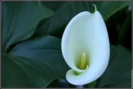 Quelle plante herbace est aussi appele pied-de-veau ou gouet ?