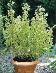 Quelle plante aromatique est aussi appele origan ?