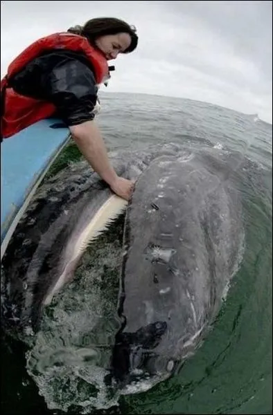 Sans aucune crainte, la baleine vient se faire caresser, il semble donc qu'il y ait dj eu un ...