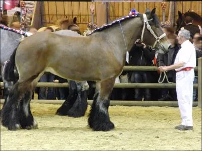 Originaire du nord de la France, je suis traditionnellement conduit au  cordeau , qui suis-je ?