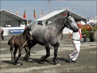Je suis la plus clbre des races de chevaux de trait, j'ai mme t massivement exporte aux Etats-Unis ! Qui suis-je ?
