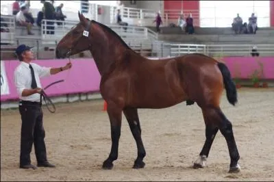 Je suis la plus lgre des 9 races de chevaux de trait en France, qui suis-je ?