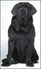 Comment s'appelle le fidle chien d'Hagrid ?