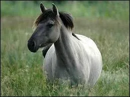 Quelle robe, porte le m�me nom qu'un animal ?