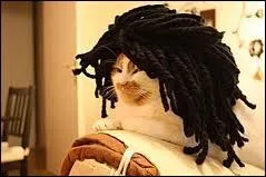 A qui ce chat vous fait-il penser ?