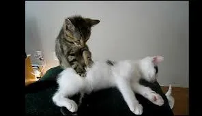 Saviez-vous que les chats avaient de grands talents de ... ?