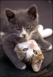 Que ce chat cherche-t-il  nous dire ?