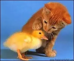  Chat va ? J'ai un peu faim, pas toi ?  