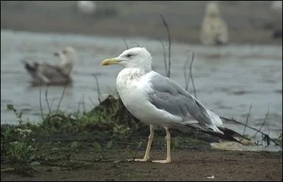 Quel est cet oiseau ?