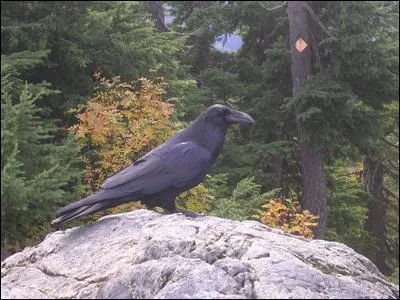 Quel est cet oiseau ?