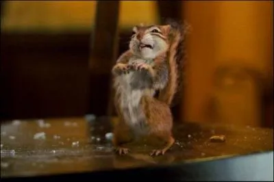 Comment s'appelle l'cureuil ?