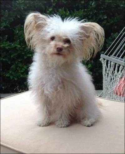 Comment s'appelle leur chien ?