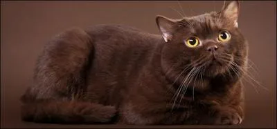 Comment s'appelle cette race ?