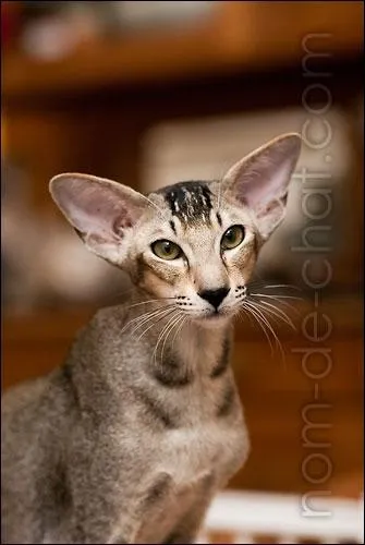 Quelle est cette race ?