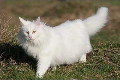 Parmi ces propositions, lequel n'est pas un chat  poils Angora ?