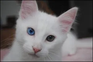 Les chats blancs et tout particulirement les Angora Turcs sont sujets  des phnomnes plutt tranges concernant leurs yeux, quel est-il ?