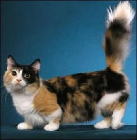 Comment appelle t-on ce chat nain ?