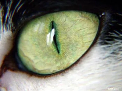 Quelle est la particularit des oreilles du Scottish Fold ?