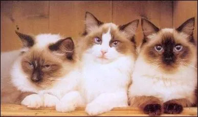 Il existe 3 diffrentes variantes de la race de chat Ragdoll, quelles sont-elles ?