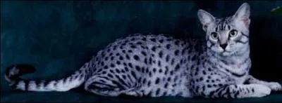 Comment s'appelle cette race ?