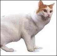 Quelle est la particularit de la queue du Bobtail Japonais ?