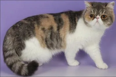 Quelle est cette race ?