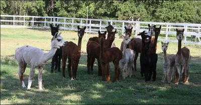 Synonyme d'un verbe signifiant  attraper  !