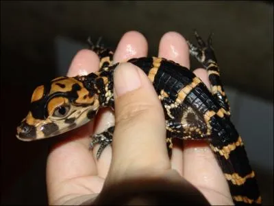 Ce bb est chinois, il a un cousin amricain !