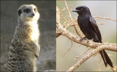 En cas de danger, elle peut tre utile !