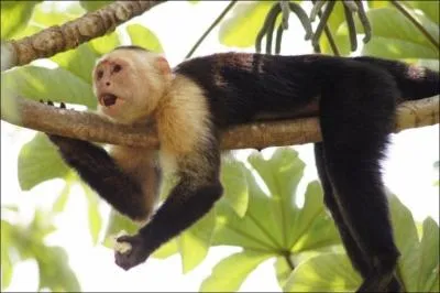 Quel autre nom donne-t-on au singe capucin ?