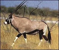 Quel est cet animal ?