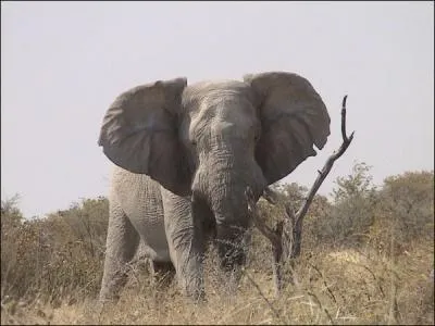 Quelle grande menace pse au Tchad sur les lphants et pourrait faire disparatre  brve chance tous les lphants d'Afrique.