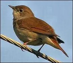 Les oiseaux d'une mme espce chantent tous de la mme faon.