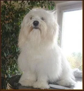 Quel est le pays d'origine du Coton de Tular ?