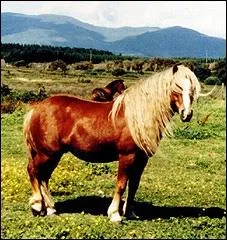 Quelle est la race de ce poney ?