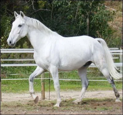 Quelle est cette race ?