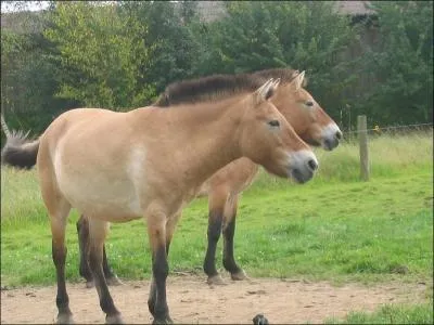 Quelle est cette race ?