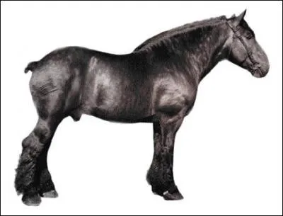 A quelle race ce cheval appartient-il ?