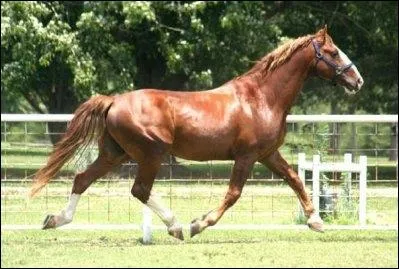 Quelle est cette race ?